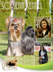 Soriena-Selleción-Yorkshire-Terrier1-221x300 Cachorros