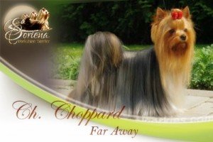 Ch.-Choppard-Far-Away-300x200 Ch. Choppard Far Away
