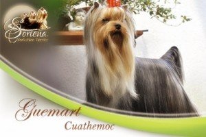 Guemart-Cuauthemoc-300x200 Machos